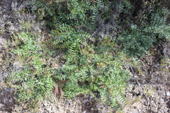 Coriaria plumosa