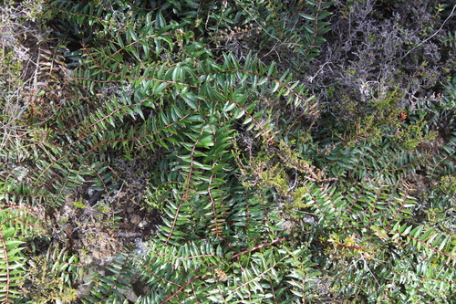 Coriaria plumosa, photograph 1
