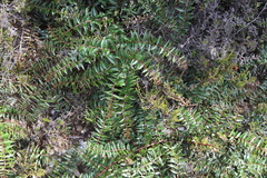 Coriaria plumosa, photograph (c) Joe Dillon, some rights reserved (CC BY)