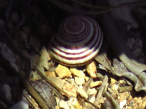Iberus splendidus