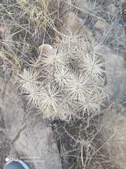 Cylindropuntieae