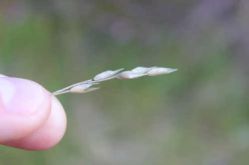 mountain heath grass (Danthonia decumbens)