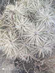 Cylindropuntieae