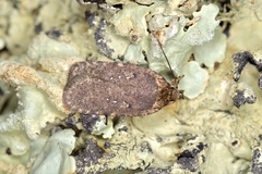 Agonopterix heracliana