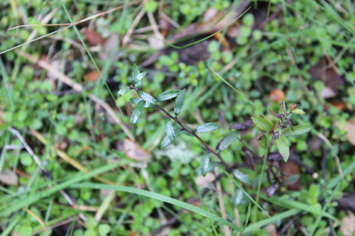 Prostrate snowberry (Gaultheria macrostigma)