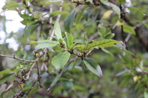 Wavy Leaved Coprosma (Coprosma tenuifolia)