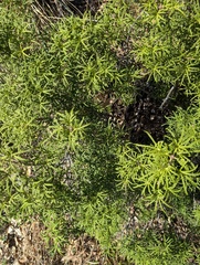 Choisya dumosa, photograph (c) Adrienne van den Beemt, some rights reserved (CC BY)