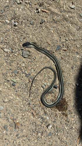 iNaturalist observation photo of Western Terrestrial Garter Snake