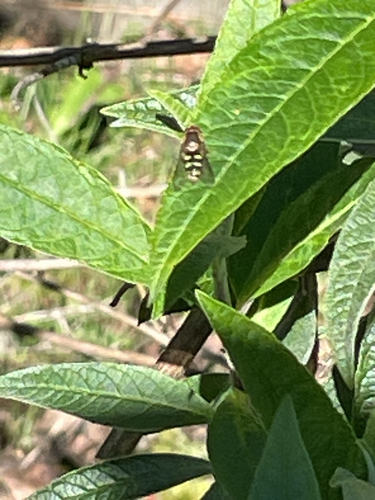 Unknown species found near King County, US-WA, US