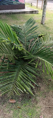 Allagoptera caudescens, photograph 3