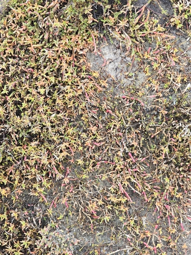 Trailing Hemichroa (Hemichroa pentandra)