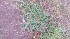 Urochloa panicoides