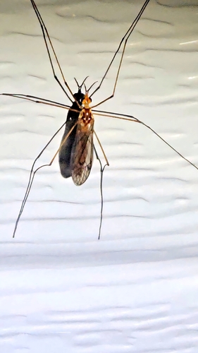 Unknown species found near Centerton, AR 72719, USA
