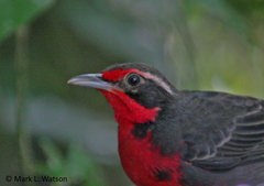 Rhodinocichla rosea