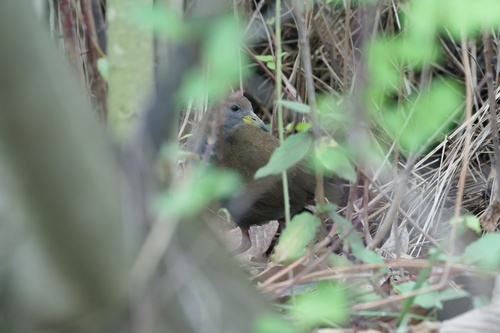 Brown Crake (Zapornia akool), photo 10