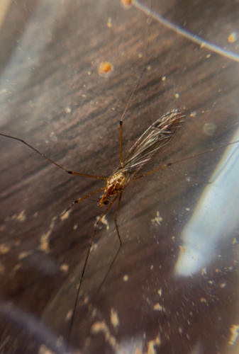 Unknown species found near Buckhorn Rd, Sanford, NC, US
