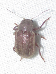 Xanthonia vagans