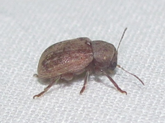 Xanthonia vagans