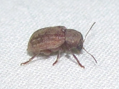 Xanthonia vagans