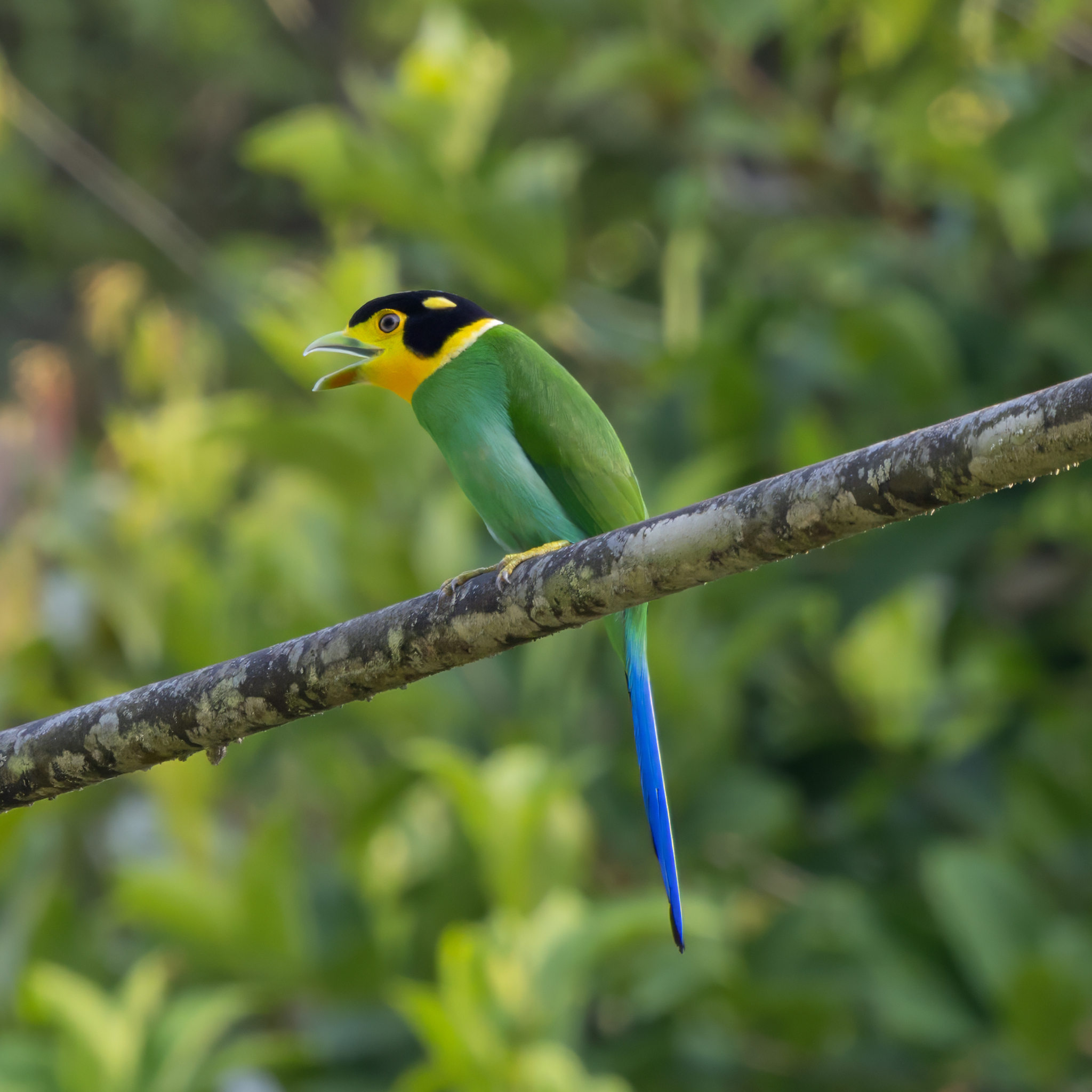 Long-tailed Broadbill (Psarisomus dalhousiae), photo 5