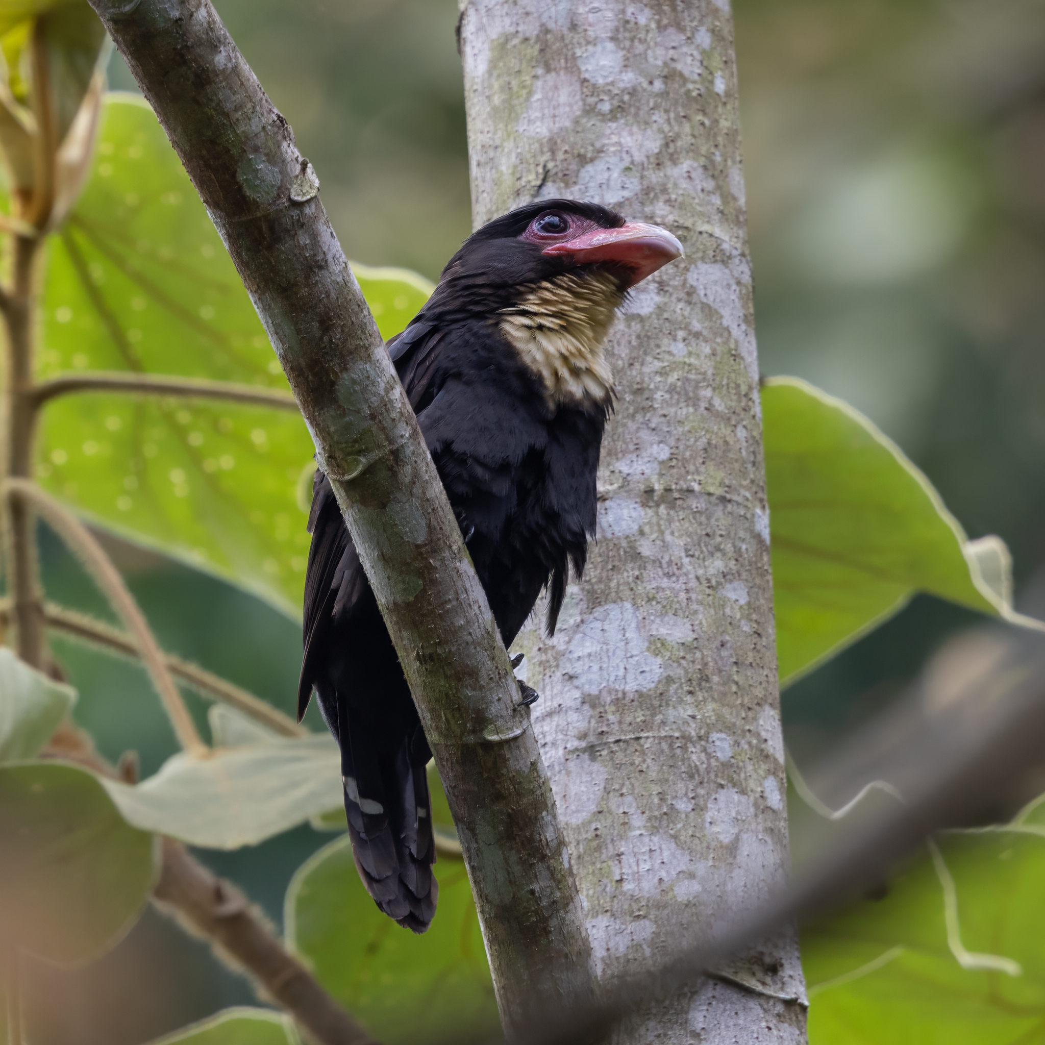 Dusky Broadbill (Corydon sumatranus), photo 1