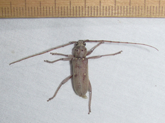 Eburia mutica