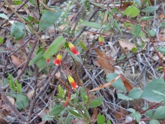 Marianthus bignoniaceus