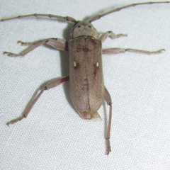 Eburia mutica