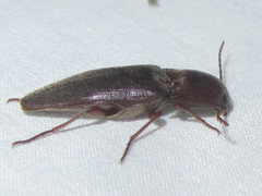 Diplostethus
