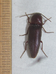 Diplostethus