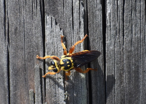 Unknown species found near Liberty County, FL, USA