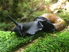 Macrocyclis peruvianus