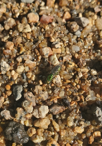 Unknown species found near Elverta, CA, USA