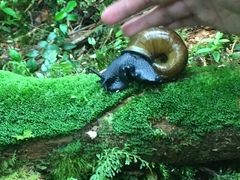 Macrocyclis peruvianus
