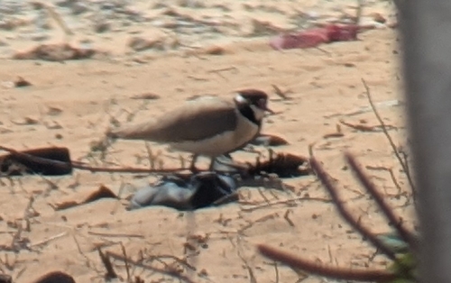 iNaturalist image