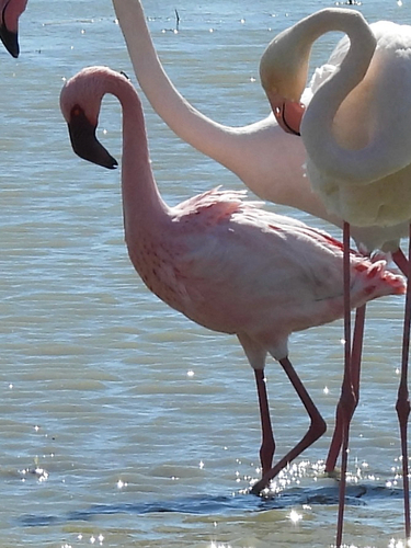 iNaturalist: (c) Keyhaven, some rights reserved (CC BY-NC), uploaded by Keyhaven iNaturalist image