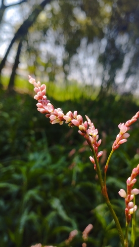 Dense-flowered smartweed (Persicaria glabra)