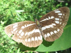 Neptis pryeri