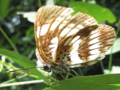 Neptis pryeri