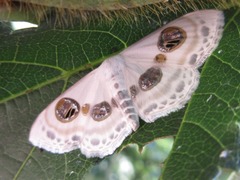 Problepsis diazoma
