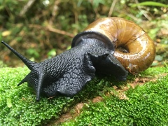 Macrocyclis peruvianus