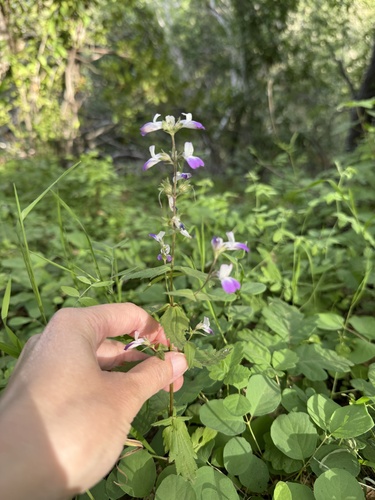 San Francisco Collinsia (Collinsia multicolor)