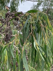 Eucalyptus elata