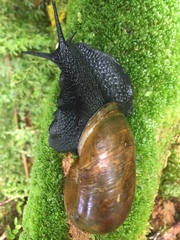 Macrocyclis peruvianus