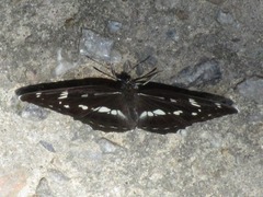 Limenitis helmanni