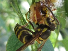 Vespula koreensis