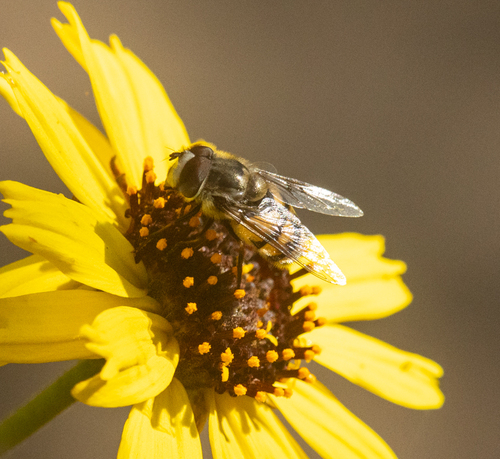 Unknown species found near Del Mar Heights, San Diego, CA 92014, USA