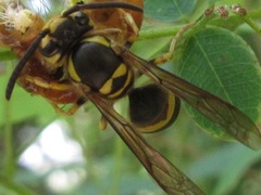 Vespula koreensis