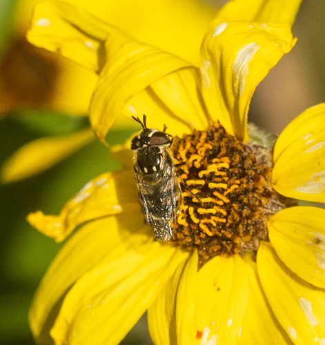 Unknown species found near Del Mar Heights, San Diego, CA 92014, USA