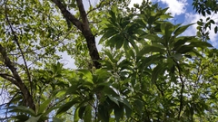 Vernonia kenteocephala